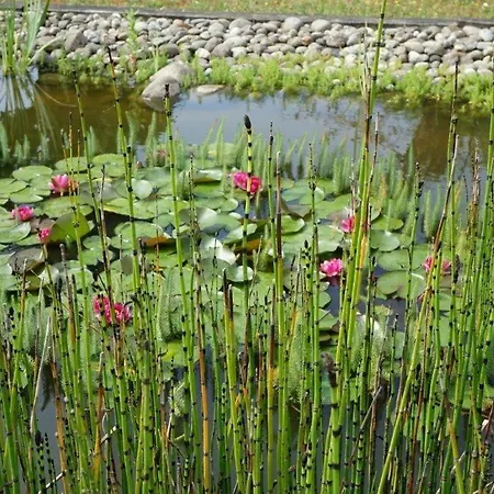 Tilleuls Et Bambous Affittacamere Saint-Sauveur-d'Aunis